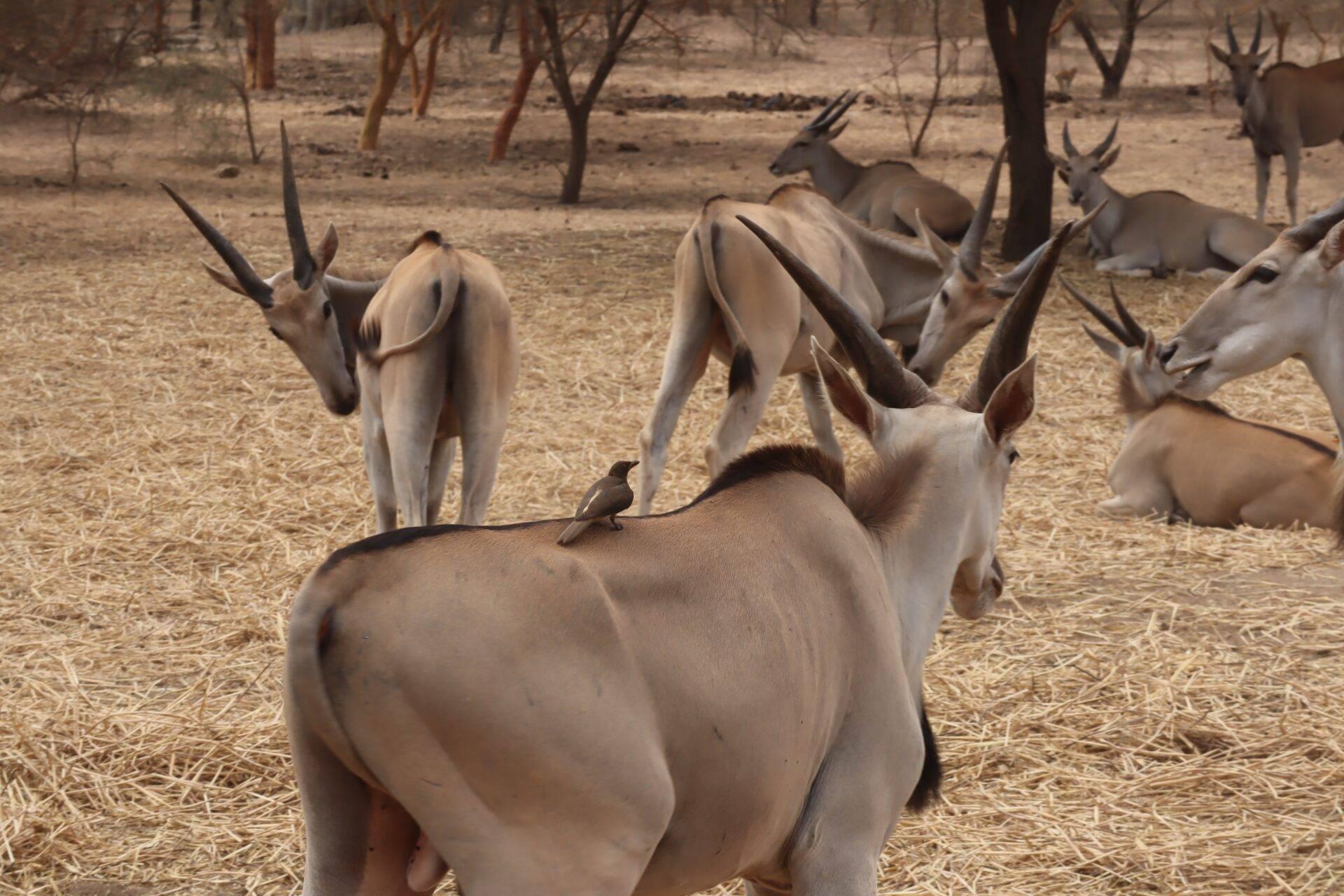 Sénégal Réserve de Bandia