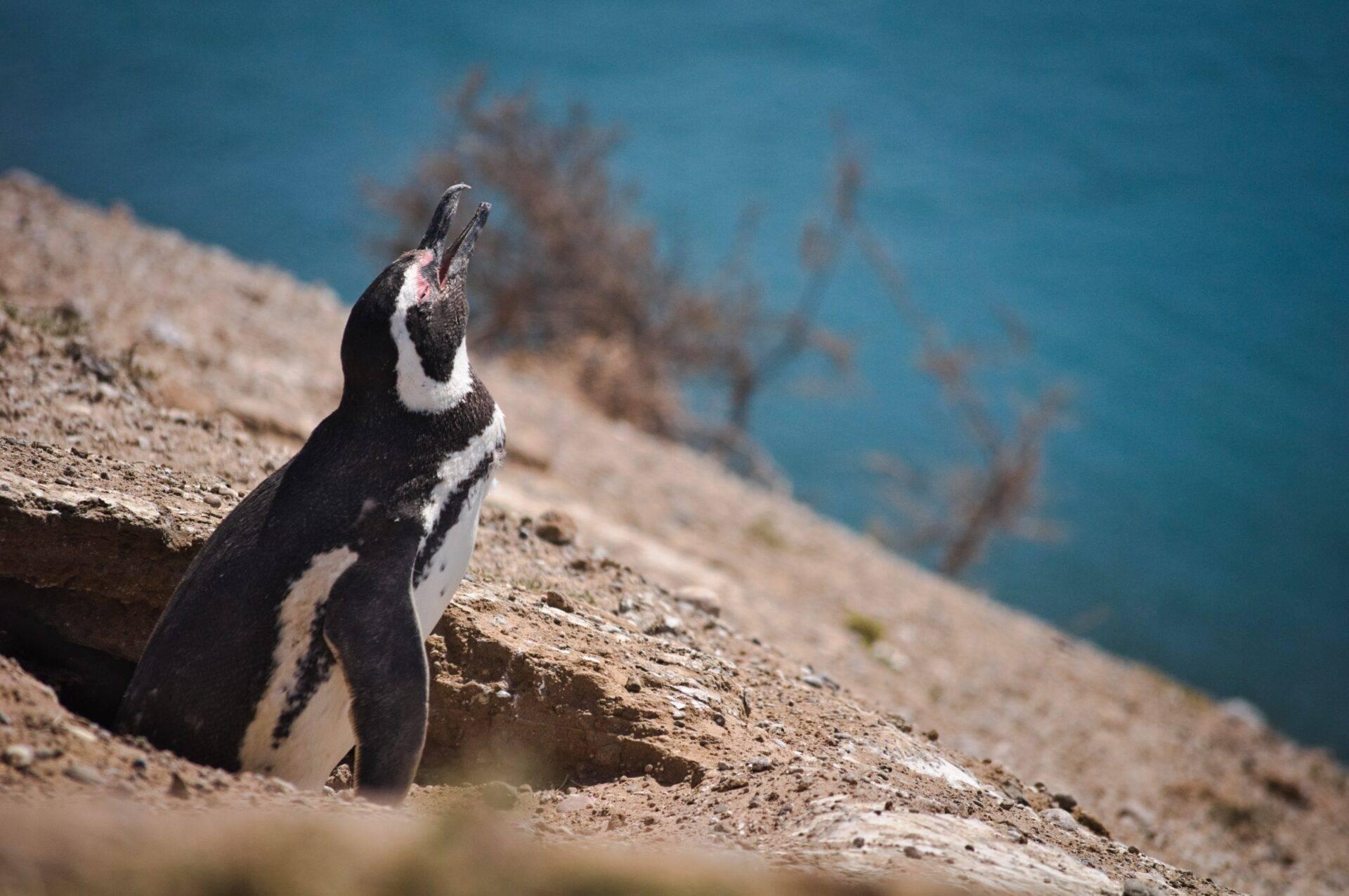 Un pingouin au plumage noir et blanc se tient sur des rochers rocheux face à l’océan bleu