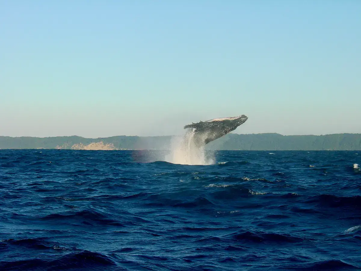 Une baleine à bosse effectue un saut spectaculaire hors de l’eau, en baie côtière avec falaises boisées en arrière-plan