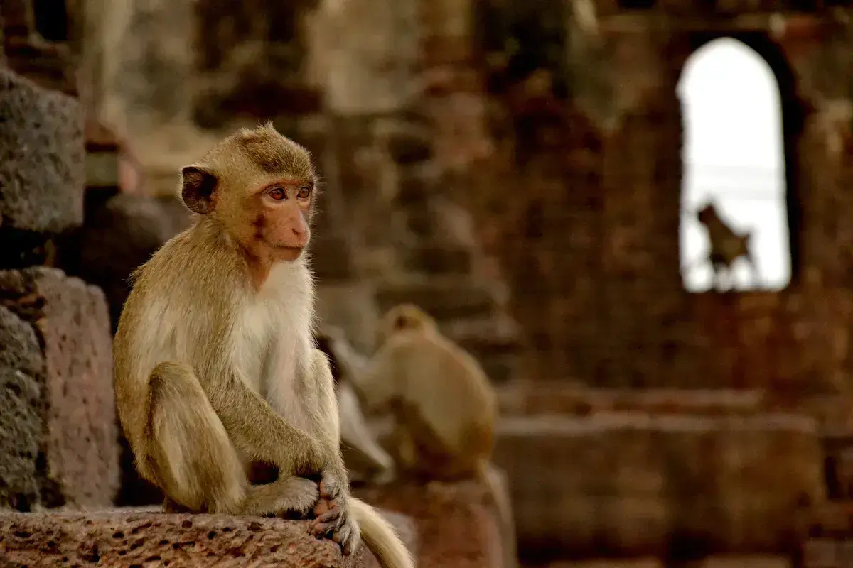 Un jeune singe assis dans les ruines d’un ancien temple en pierre, avec d’autres primates visibles en arrière-plan