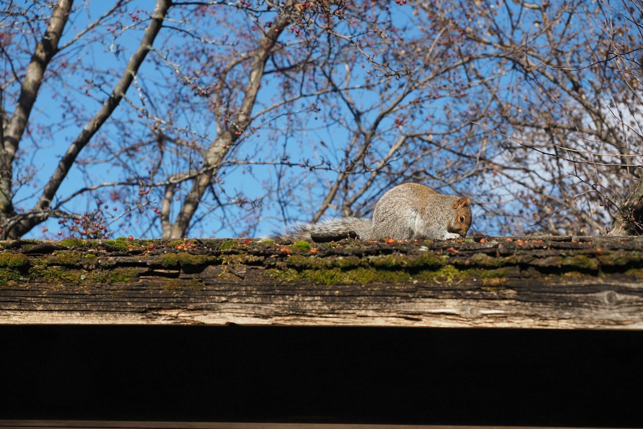 Un écureuil gris sur une branche mousseuse avec des arbres nus et ciel bleu en arrière-plan