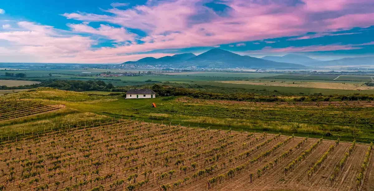 Vignobles en terrasses avec maison blanche et montagne au loin sous un ciel nuageux coloré