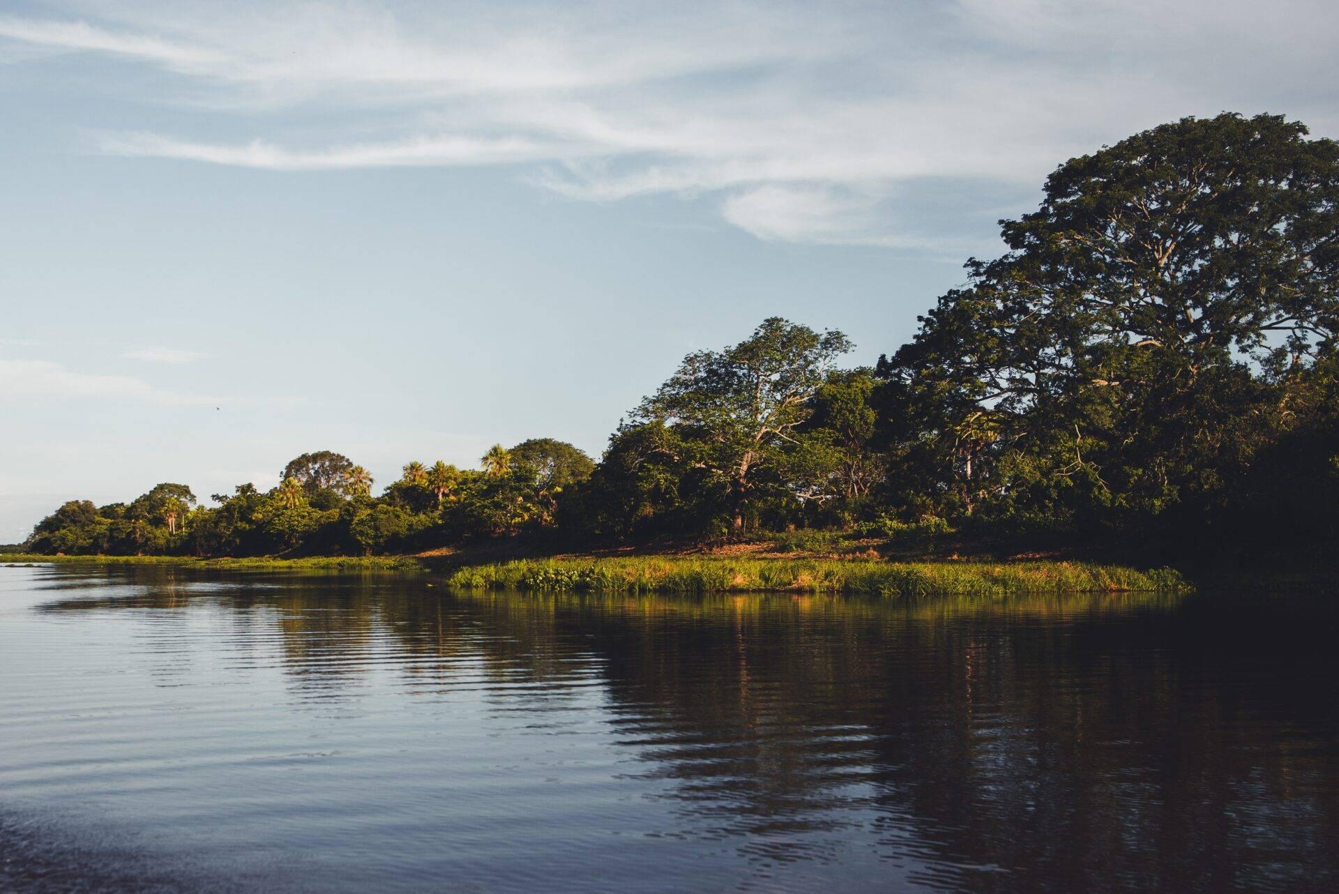 Forêt tropicale luxuriante bordant un fleuve calme avec végétation dense et ciel dégagé