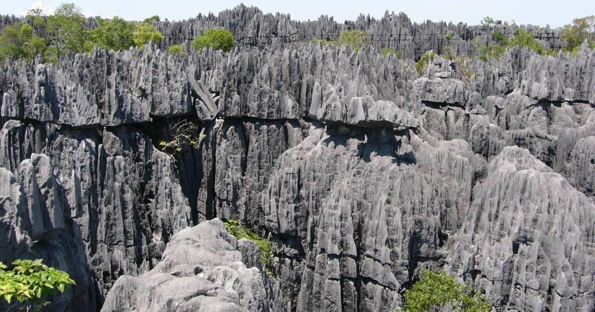 Forêt de calcaire gris avec formations rocheuses acérées et végétation verte éparse sous ciel dégagé