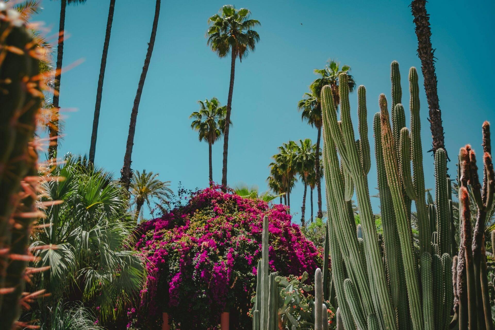 Un jardin exotique avec cactus géants, palmiers, bougainvillées magenta et ciel bleu éclatant