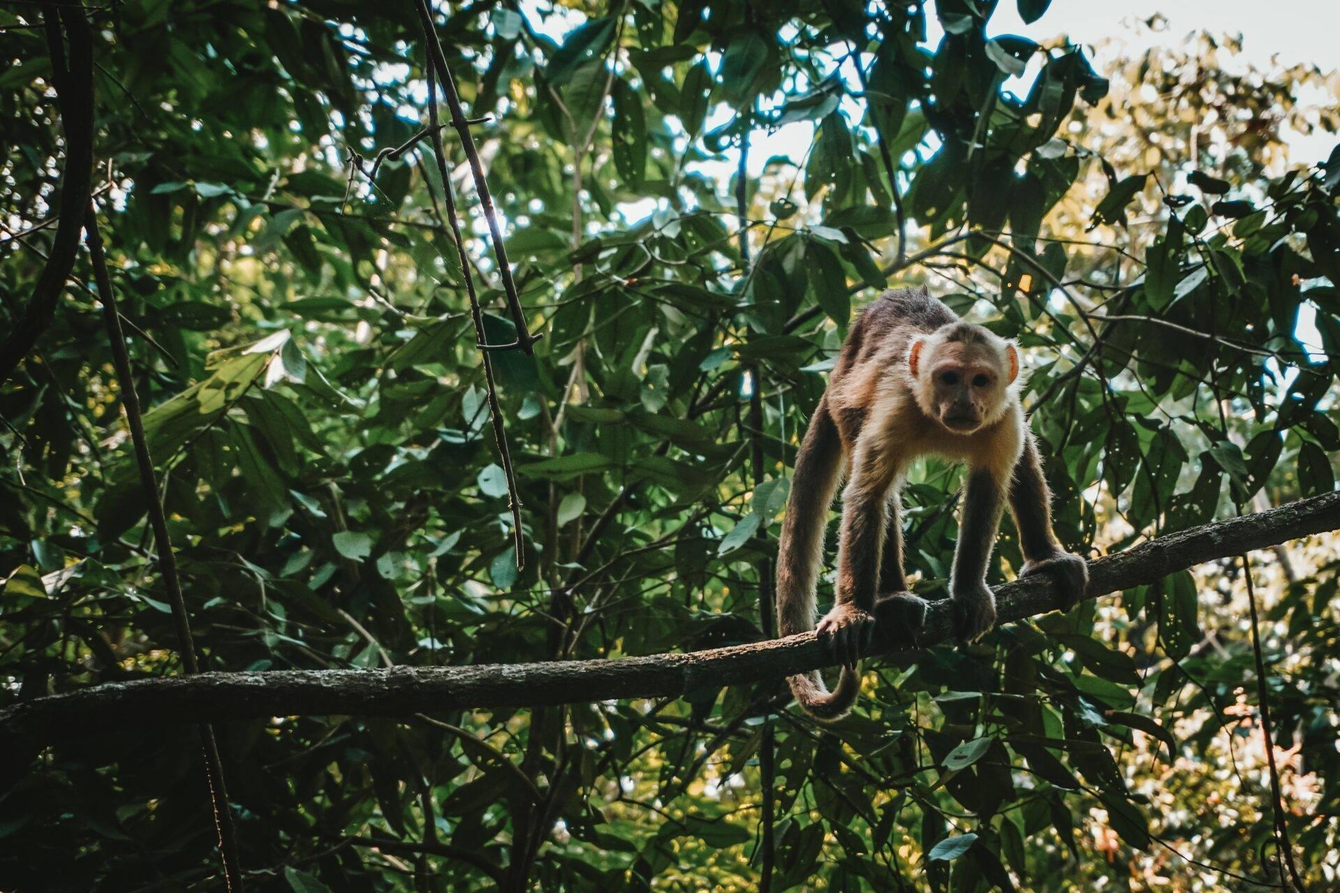 Un singe capucin perché sur une branche dans la canopée d’une forêt tropicale dense