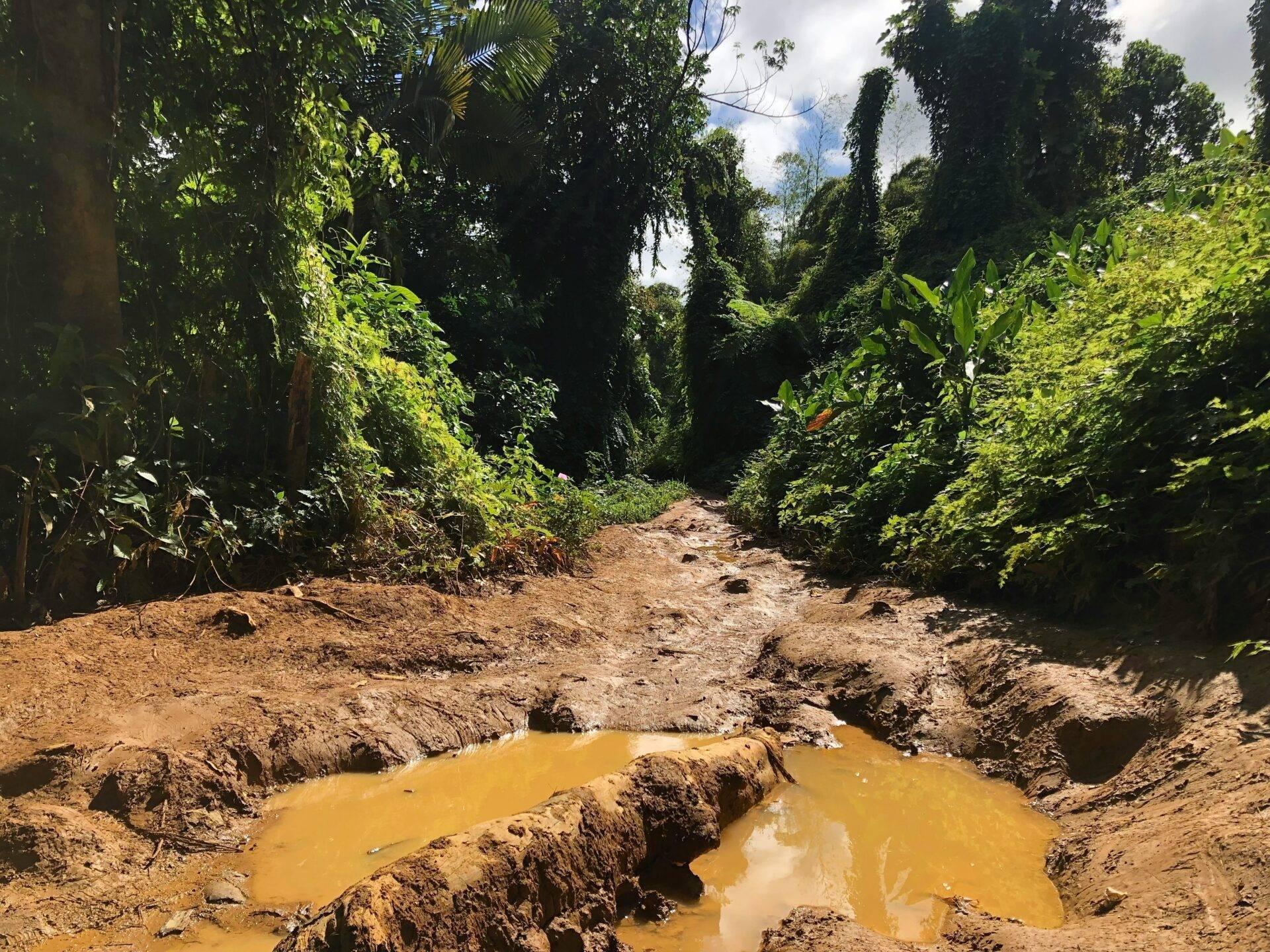 Un sentier de terre traversant une jungle dense avec des flaques d’eau boueuse et une végétation luxuriante