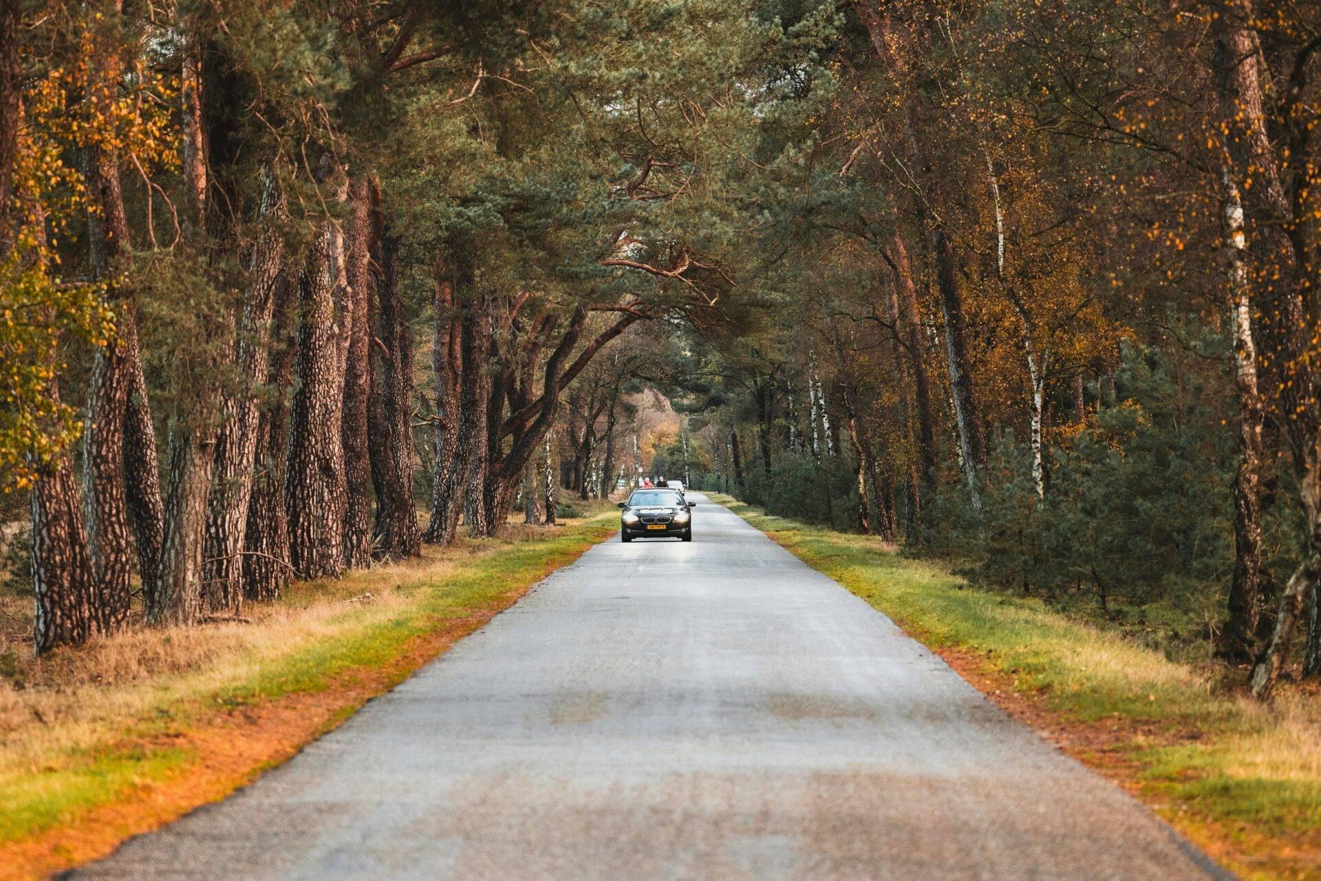 Une allée bordée d’arbres majestueux avec une voiture au loin, typique des routes rurales néerlandaises en automne
