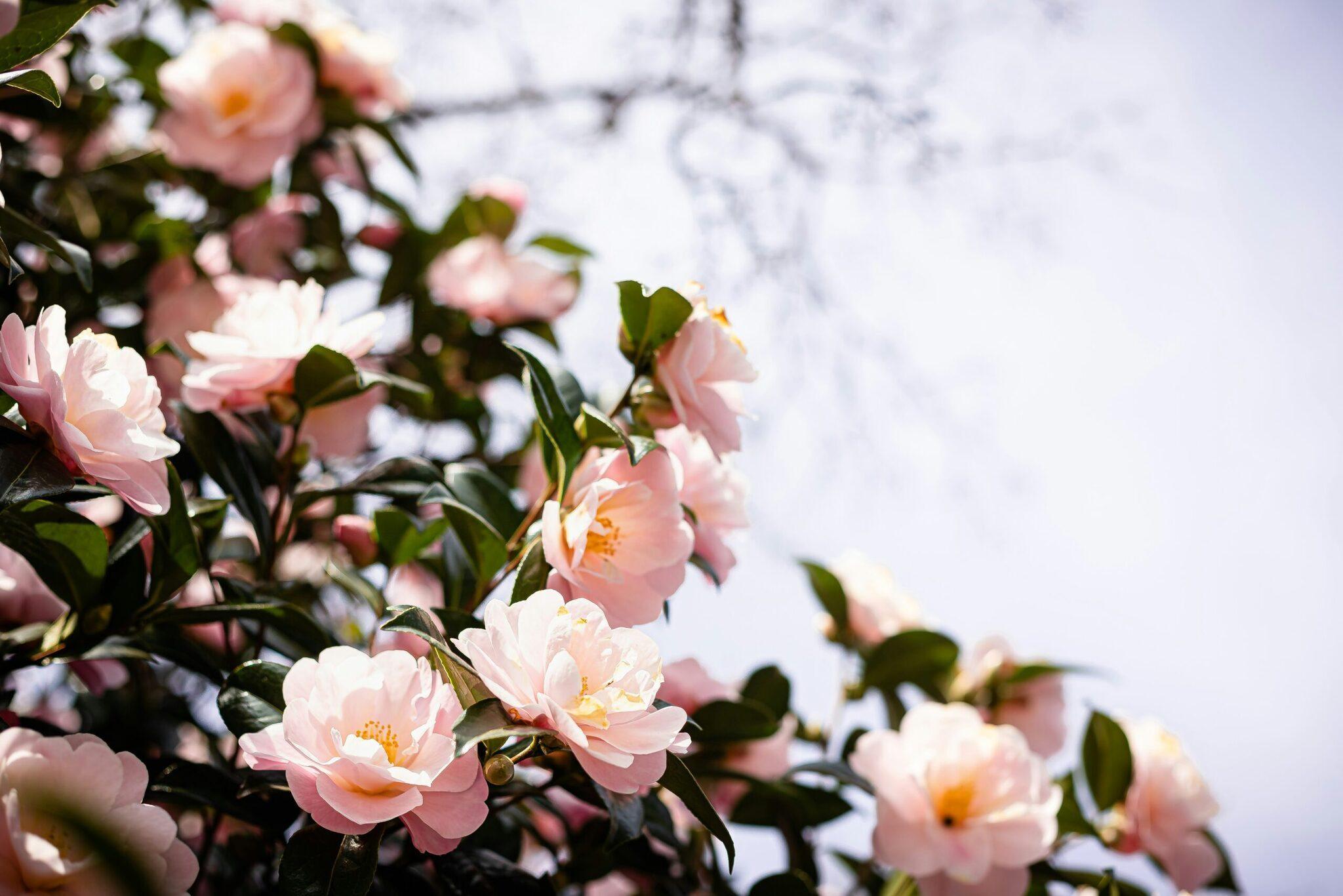 Fleurs de pivoine rose pâle en pleine floraison avec feuillage vert et ciel clair en arrière-plan
