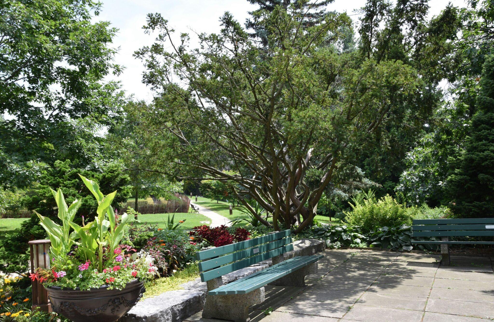 Un parc verdoyant avec un grand arbre majestueux, des bancs turquoise et des jardins fleuris en été