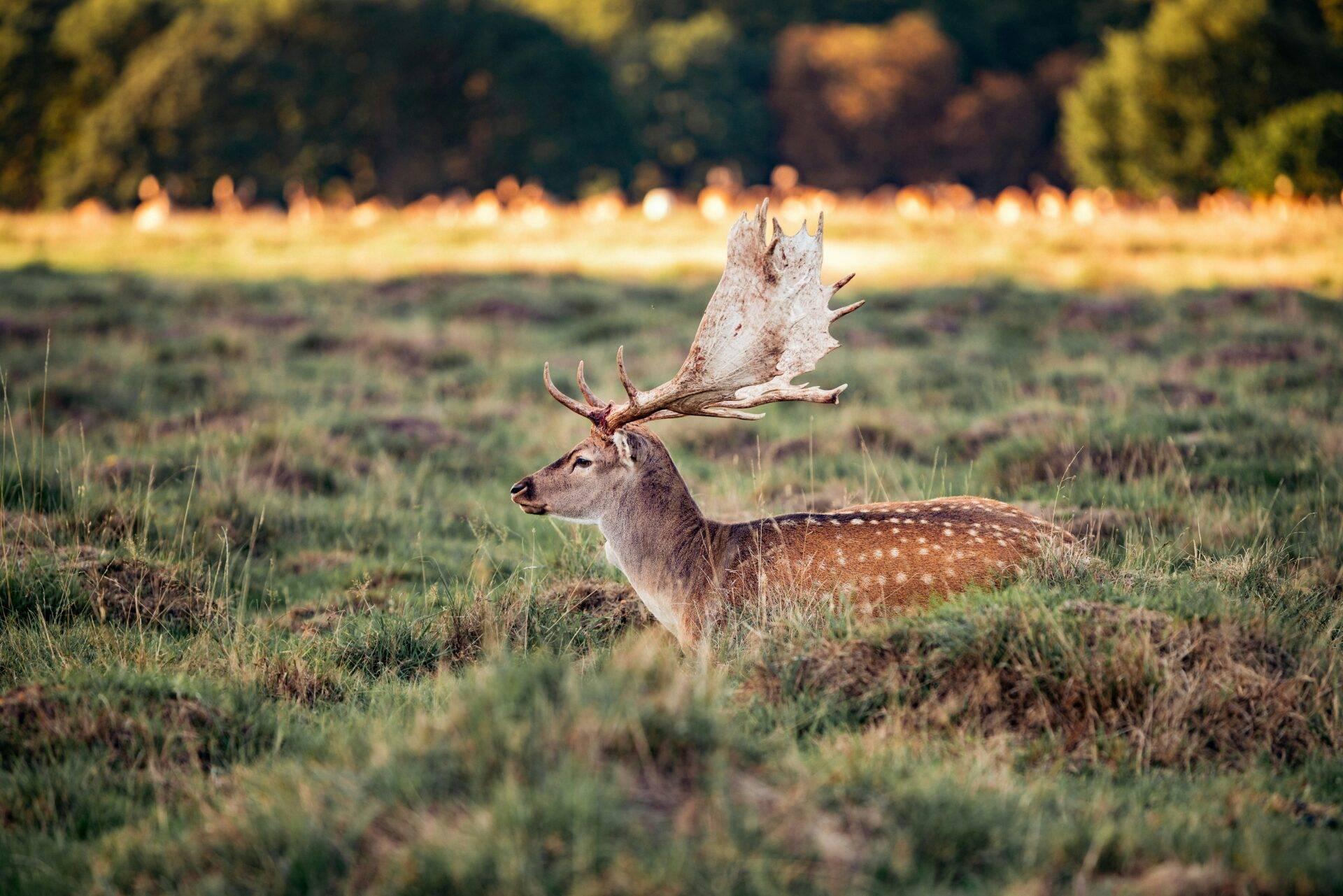 Un cerf aux bois majestueux dans une clairière herbeuse avec forêt en arrière-plan