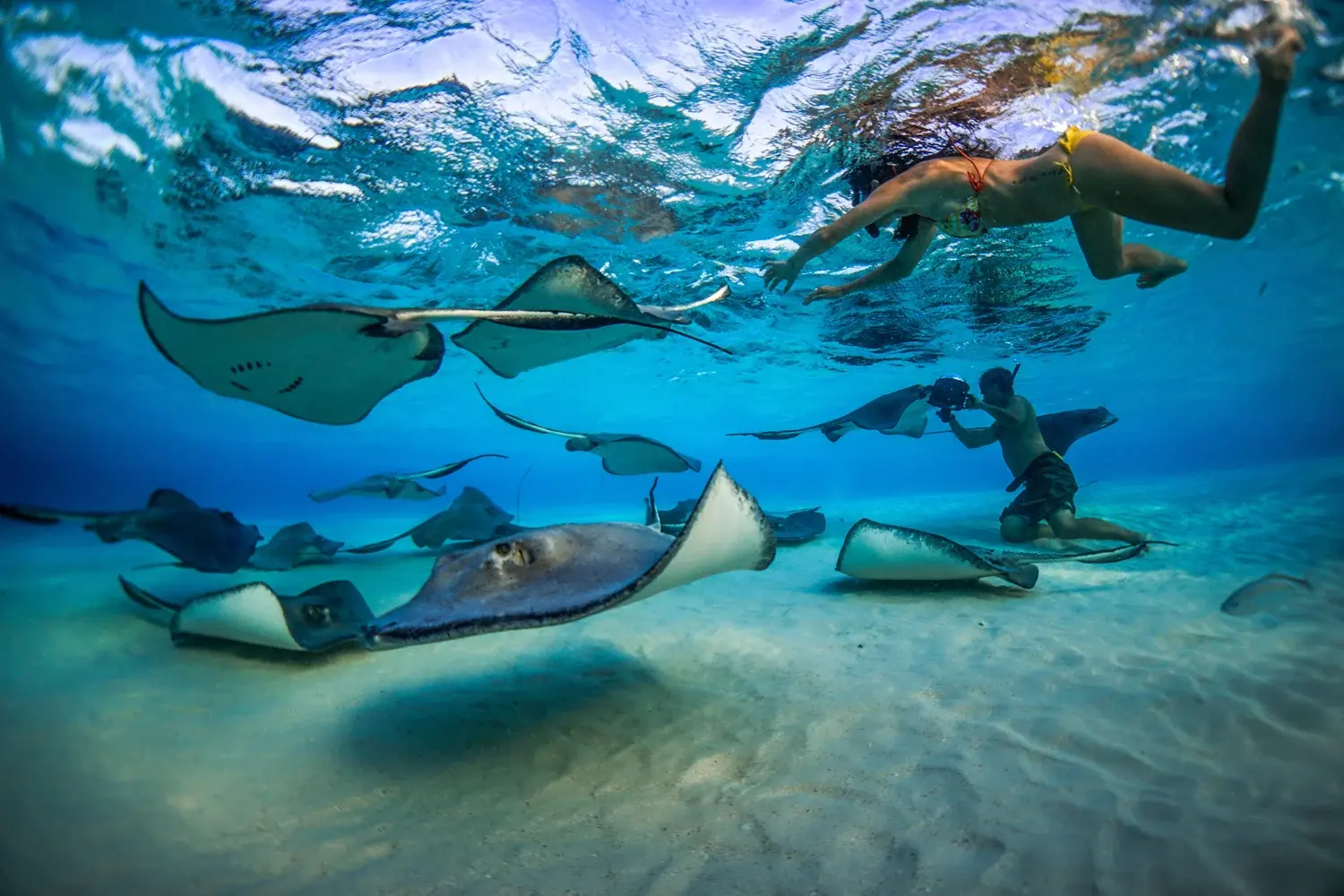 Des plongeurs et nageurs observent un groupe de raies manta gliding gracieusement dans une eau turquoise peu profonde