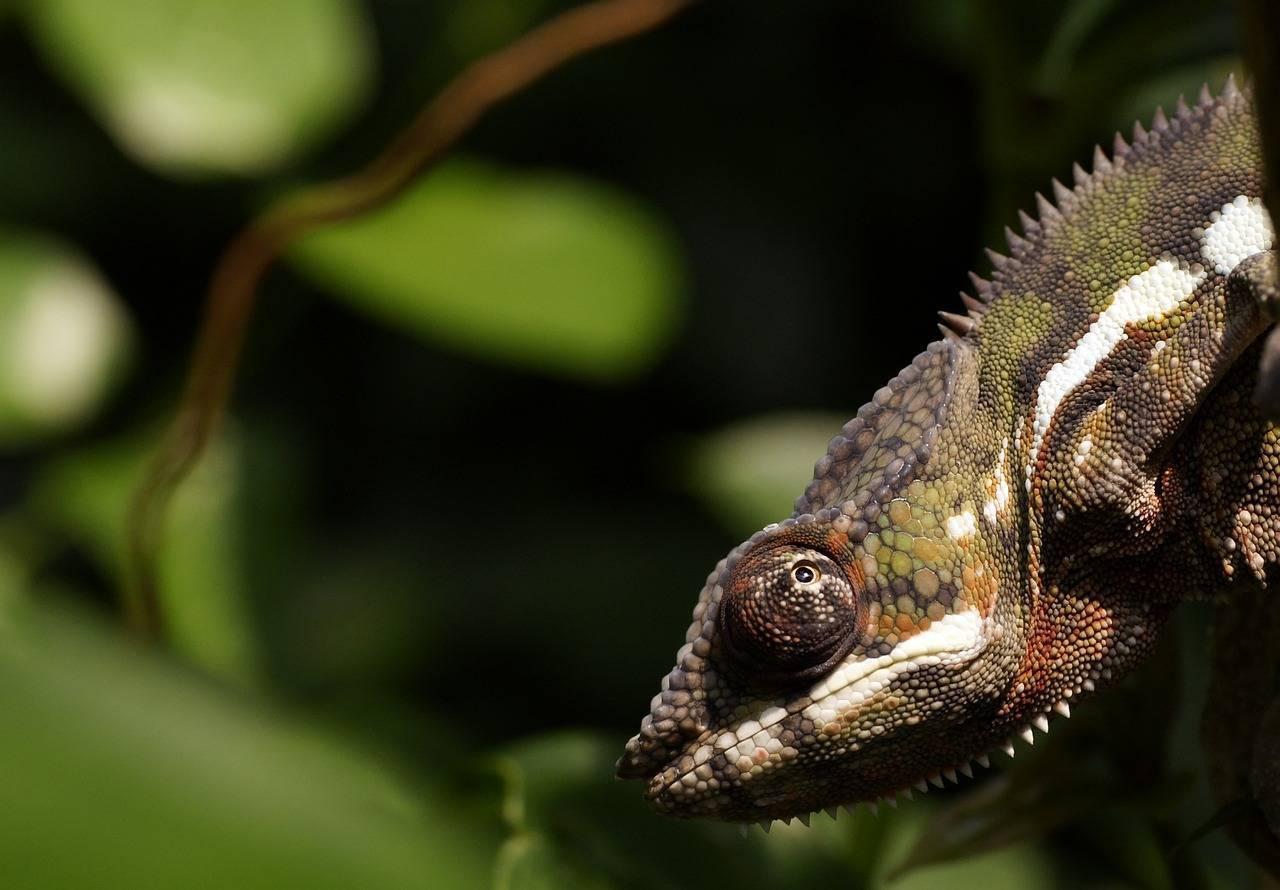 Gros plan d’un caméléon coloré sur une branche avec feuillage vert flou en arrière-plan