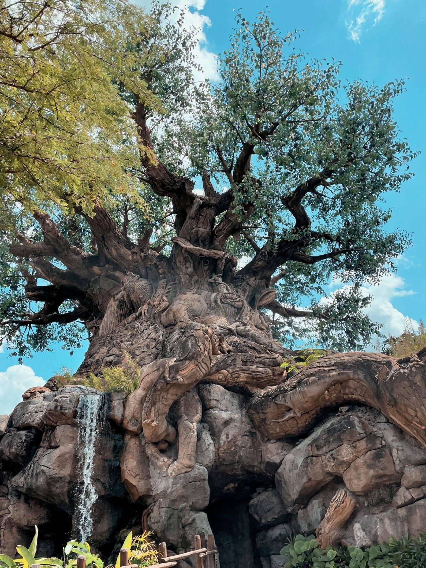 Un ancien arbre massif aux multiples troncs sculptés sur des rochers, sous ciel bleu ensoleillé