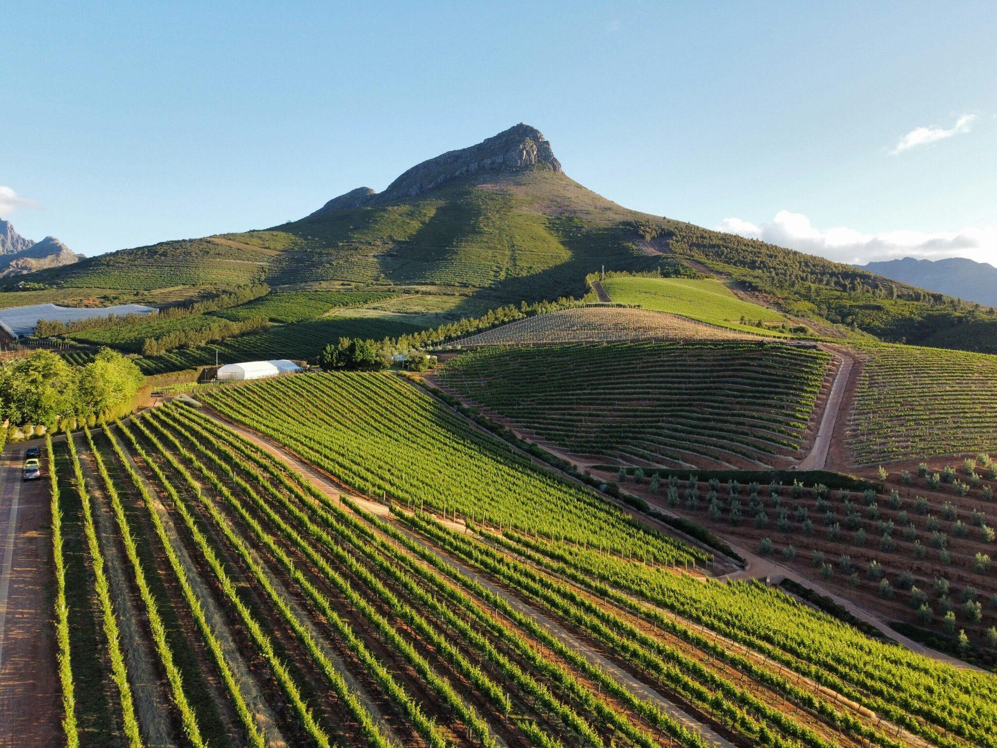 Vignobles en terrasses avec montagne conique majestueuse en arrière-plan sous ciel dégagé