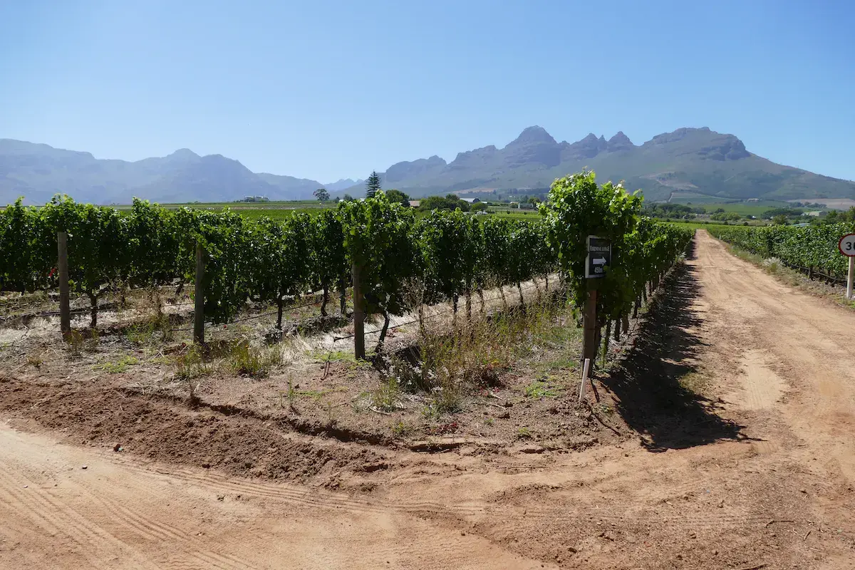 Vignobles en terrasses avec montagnes majestueuses en arrière-plan sous ciel bleu dégagé