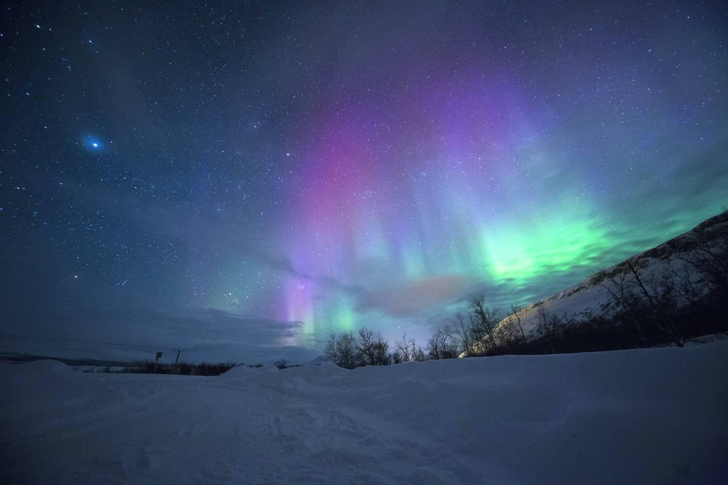Aurores boréales vertes et violettes illuminant un paysage enneigé arctique parsemé de sapins